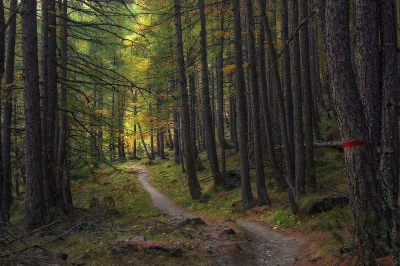 Nature Walks